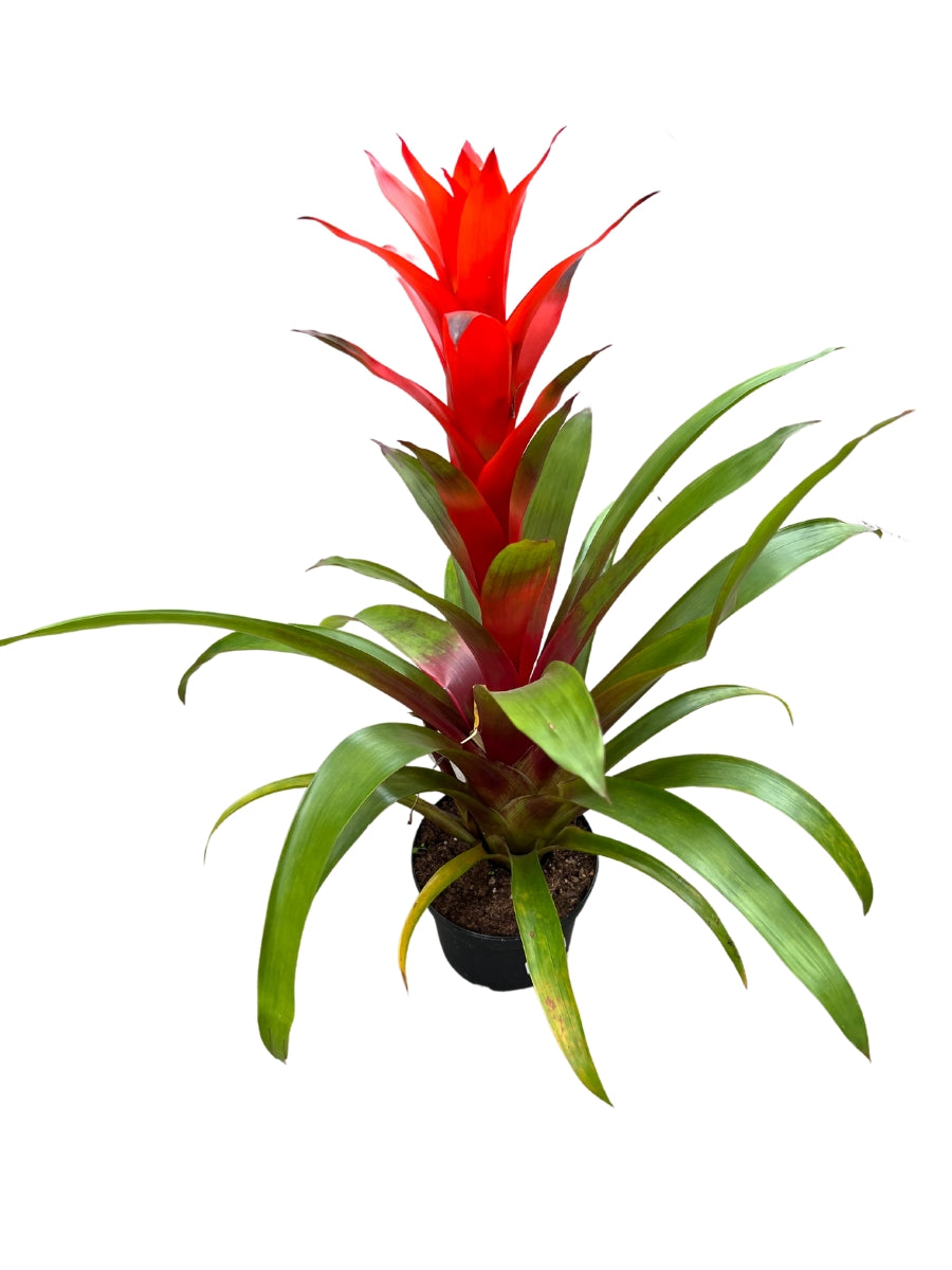 Bromeliad 6”